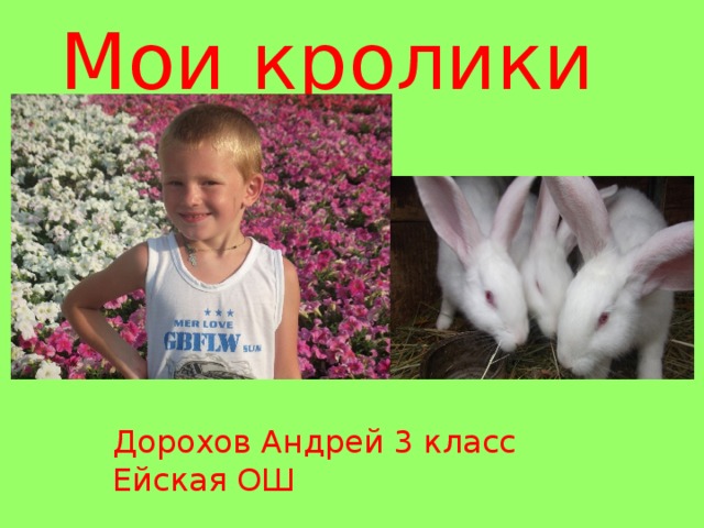 Мои кролики Дорохов Андрей 3 класс Ейская ОШ