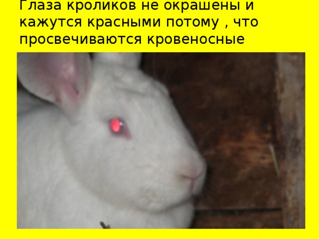 Глаза кроликов не окрашены и кажутся красными потому , что просвечиваются кровеносные сосуды.