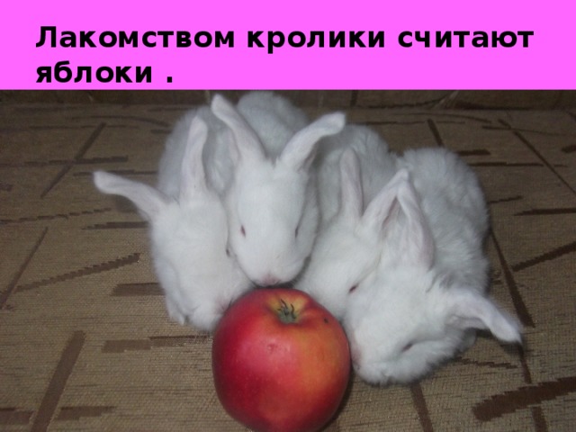 Лакомством кролики считают яблоки .