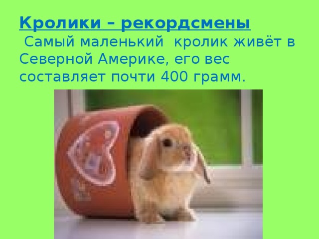 Кролики – рекордсмены  Самый маленький кролик живёт в Северной Америке, его вес составляет почти 400 грамм.