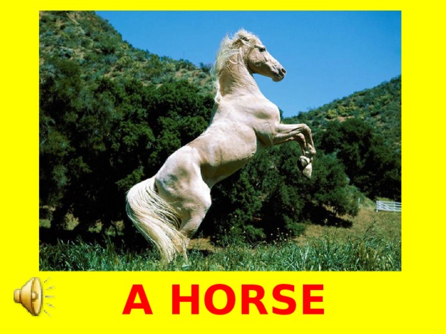 A HORSE