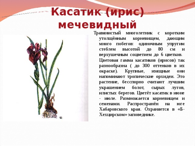 Касатик (ирис) мечевидный Травянистый многолетник с коротким утолщённым корневищем, дающим много побегов: одиночным упругим стеблем высотой до 80 см и верхушечным соцветием до 6 цветков. Цветовая гамма касатиков (ирисов) так разнообразна ( до 300 оттенков в их окраске). Крупные, изящные они напоминают тропические орхидеи. Это растение, бесспорно считают лучшим украшением болот, сырых лугов, илистых берегов. Цветёт касатик в июне - июле. Размножается корневищем и семенами. Распространён на юге Хабаровского края. Охраняется в «Б-Хехцирском» заповеднике.