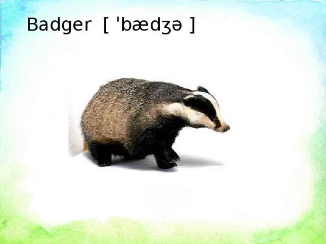 Badger [ ˈbædʒə ]