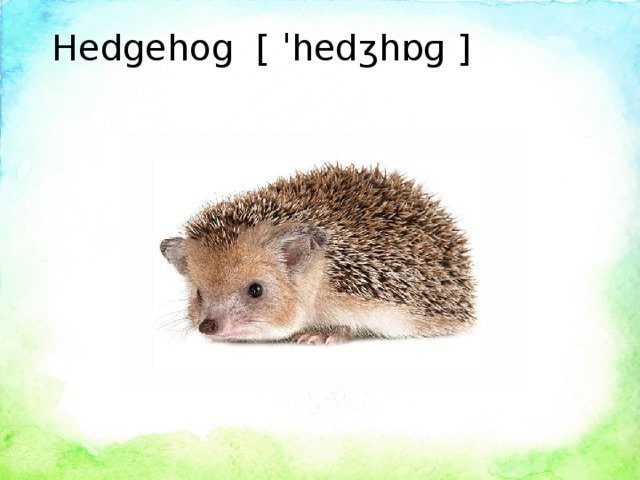 Hedgehog [ ˈhedʒhɒɡ ]