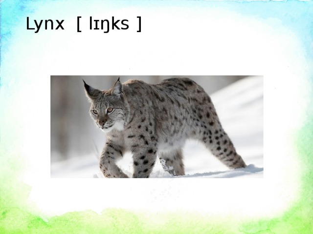 Lynx [ lɪŋks ]