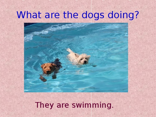 What are the dogs doing? They are swimming.