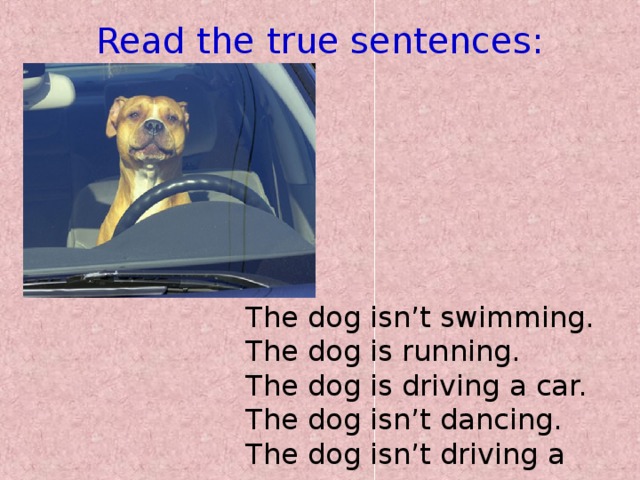 Read the true sentences: The dog isn’t swimming. The dog is running. The dog is driving a car. The dog isn’t dancing. The dog isn’t driving a car.