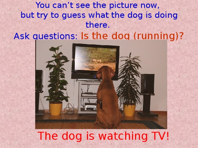 You can’t see the picture now,  but try to guess what the dog is doing there.  Ask questions:  Is the dog (running)? The dog is watching TV!