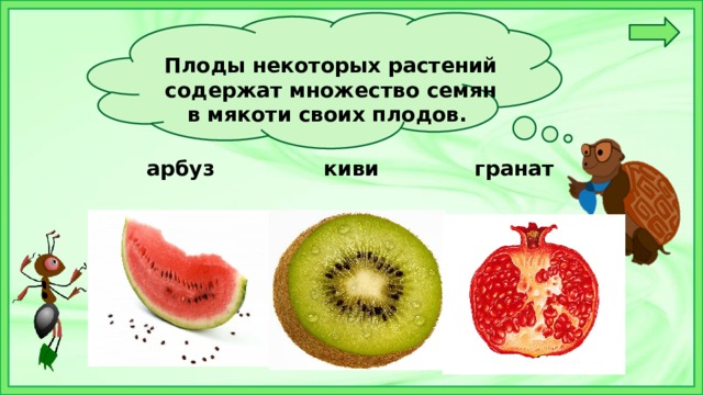 Плоды некоторых растений содержат множество семян в мякоти своих плодов.   арбуз киви гранат