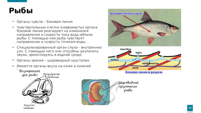 Рыбы Органы чувств – боковая линия Чувствительные клетки (невромасты) органа боковой линии реагируют на изменения направления и скорости тока воды вблизи рыбы. С помощью нее рыба чувствует направление и скорость течения воды. Специализированный орган слуха - внутреннее ухо. С помощью него они способны различать звуки, ориентируясь в водной среде. Органы зрения – шаровидный хрусталик Имеются органы вкуса на коже и нижней челюсти