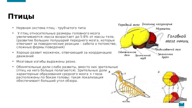 Птицы Нервная система птиц - трубчатого типа  У птиц относительные размеры головного мозга увеличиваются: масса возрастает до 5-8% от массы тела. (развитие больших полушарий переднего мозга, которые отвечают за поведенческие реакции – забота о потомстве, сложные формы поведения) Хорошо развит мозжечок, отвечающий за координацию движений Мозговые изгибы выражены резко. Обонятельные доли слабо развиты, вместо них зрительные (птиц на него больше полагаются). Зрительные доли - характерные образования среднего мозга + глаза расположены по бокам головы: такая локализация обеспечивает больший угол обзора.
