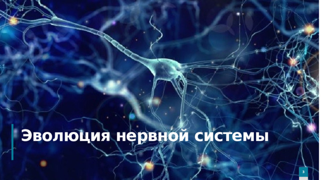 Эволюция нервной системы