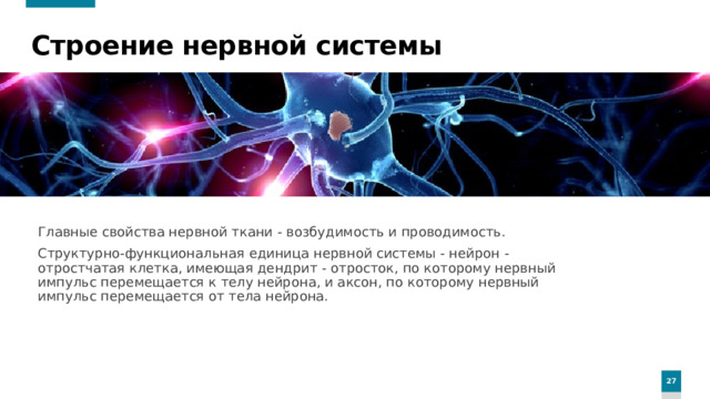 Строение нервной системы Главные свойства нервной ткани - возбудимость и проводимость. Структурно-функциональная единица нервной системы - нейрон - отростчатая клетка, имеющая дендрит - отросток, по которому нервный импульс перемещается к телу нейрона, и аксон, по которому нервный импульс перемещается от тела нейрона.
