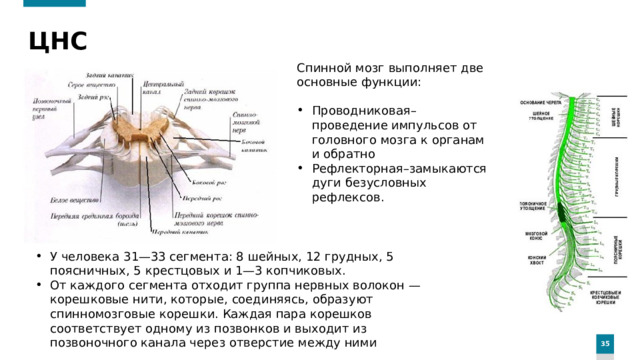 ЦНС Спинной мозг выполняет две основные функции: Проводниковая–проведение импульсов от головного мозга к органам и обратно Рефлекторная–замыкаются дуги безусловных рефлексов. У человека 31—33 сегмента: 8 шейных, 12 грудных, 5 поясничных, 5 крестцовых и 1—3 копчиковых. От каждого сегмента отходит группа нервных волокон — корешковые нити, которые, соединяясь, образуют спинномозговые корешки. Каждая пара корешков соответствует одному из позвонков и выходит из позвоночного канала через отверстие между ними