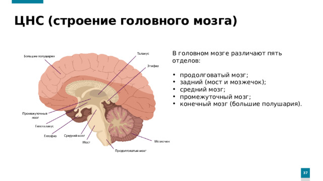 ЦНС (строение головного мозга) В головном мозге различают пять отделов: продолговатый мозг; задний (мост и мозжечок); средний мозг; промежуточный мозг; конечный мозг (большие полушария).