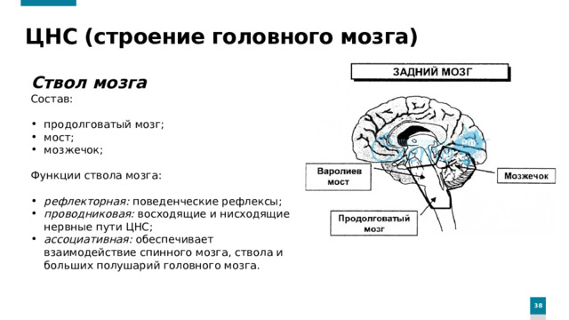 ЦНС (строение головного мозга) Ствол мозга Состав: продолговатый мозг; мост; мозжечок; Функции ствола мозга: рефлекторная: поведенческие рефлексы; проводниковая: восходящие и нисходящие нервные пути ЦНС; ассоциативная: обеспечивает взаимодействие спинного мозга, ствола и больших полушарий головного мозга.