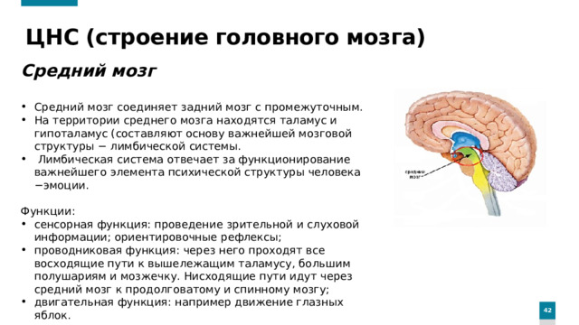 ЦНС (строение головного мозга) Средний мозг  Средний мозг соединяет задний мозг с промежуточным. На территории среднего мозга находятся таламус и гипоталамус (составляют основу важнейшей мозговой структуры − лимбической системы.  Лимбическая система отвечает за функционирова­ние важнейшего элемента психической структуры человека −эмоции. Функции: сенсорная функция: проведение зрительной и слуховой информации; ориентировочные рефлексы; проводниковая функция: через него проходят все восходящие пути к вышележащим таламусу, большим полушариям и мозжечку. Нисходящие пути идут через средний мозг к продолговатому и спинному мозгу; двигательная функция: например движение глазных яблок.