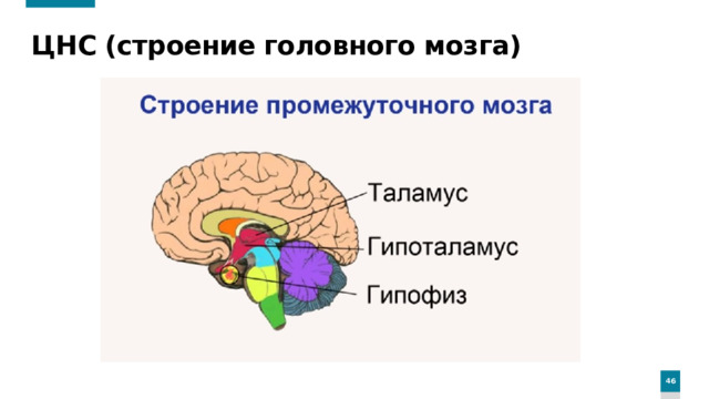 ЦНС (строение головного мозга)