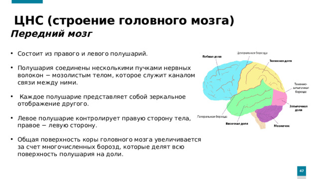 ЦНС (строение головного мозга) Передний мозг  Состоит из правого и левого полушарий. Полушария соединены несколькими пучками нервных волокон − мозолистым телом, которое служит каналом связи между ними.  Каждое полушарие представляет собой зеркальное отображение другого. Левое полушарие контролирует правую сторону тела, правое − левую сторону. Общая поверхность коры головного мозга увеличивается за счет многочисленных борозд, которые делят всю поверхность полушария на доли.