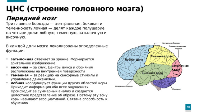 ЦНС (строение головного мозга) Передний мозг Три главные борозды — центральная, боковая и теменно-затылочная — делят каждое полушарие на четыре доли: лобную, теменную, затылочную и височную. В каждой доли мозга локализованы определенные функции: затылочная отвечает за зрение. Формируется зрительное изображение. височная − за слух. Центры вкуса и обоняния расположены на внутренней поверхности теменная − за реакцию на сенсорные стимулы и управление движениями, лобная координирует функции других областей коры. Приходит информация обо всех ощущениях. Происходит ее суммарный анализ и создается целостное представление об образе. Поэтому эту зону коры называют ассоциативной. Связана способность к обучению