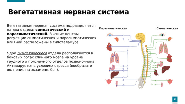 Вегетативная нервная система Вегетативная нервная система подразделяется на два отдела: симпатический и парасимпатический . Высшие центры регуляции симпатических и парасимпатических влияний расположены в гипоталамусе Ядра симпатического отдела располагаются в боковых рогах спинного мозга на уровне грудного и поясничного отделов позвоночника. Активируется в условиях стресса (вообразите волнение на экзамене, бег).