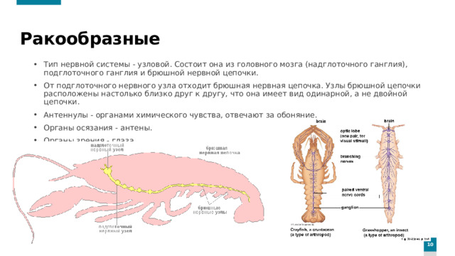 Ракообразные Тип нервной системы - узловой. Состоит она из головного мозга (надглоточного ганглия), подглоточного ганглия и брюшной нервной цепочки. От подглоточного нервного узла отходит брюшная нервная цепочка. Узлы брюшной цепочки расположены настолько близко друг к другу, что она имеет вид одинарной, а не двойной цепочки. Антеннулы - органами химического чувства, отвечают за обоняние, Органы осязания - антены. Органы зрения - глаза