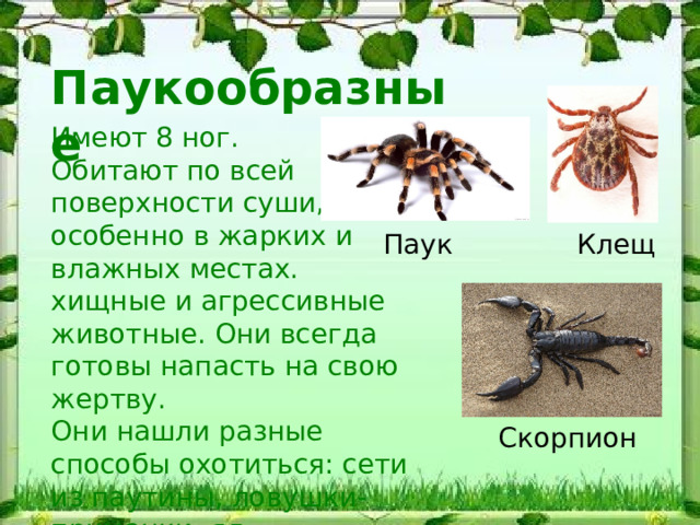 Паукообразные Имеют 8 ног. Обитают по всей поверхности суши, особенно в жарких и влажных местах. хищные и агрессивные животные. Они всегда готовы напасть на свою жертву. Они нашли разные способы охотиться: сети из паутины, ловушки-приманки, яд Паук Клещ Скорпион