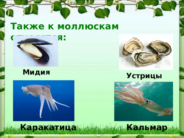 Также к моллюскам относятся: Мидия Устрицы Каракатица Кальмар