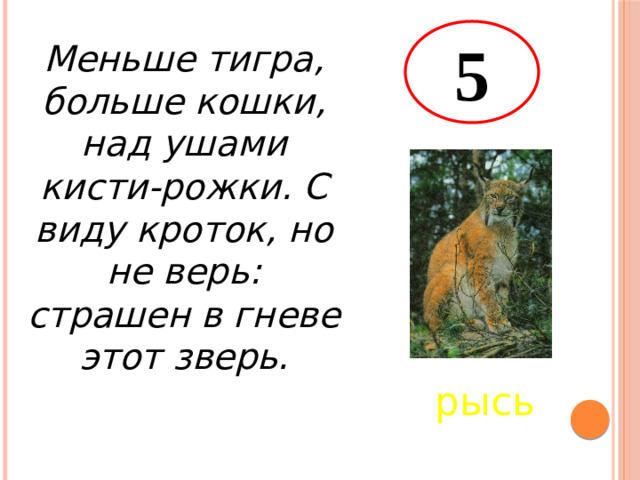 5 Меньше тигра, больше кошки, над ушами кисти-рожки. С виду кроток, но не верь: страшен в гневе этот зверь. рысь