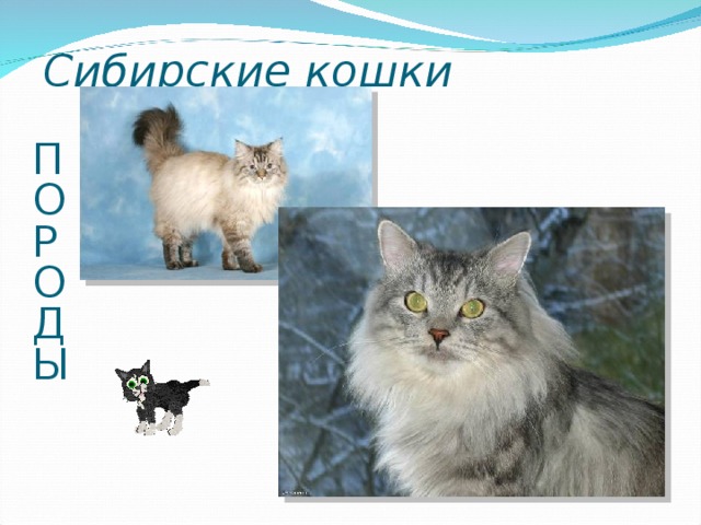 Сибирские кошки П  О  Р  О  Д  Ы