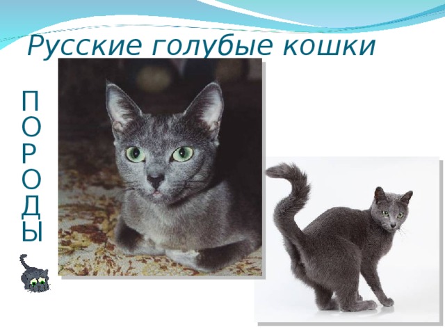 Русские голубые кошки П  О  Р  О  Д  Ы