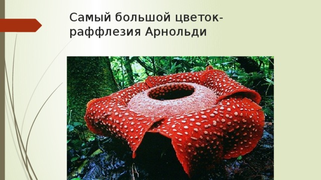 Самый большой цветок-  раффлезия Арнольди
