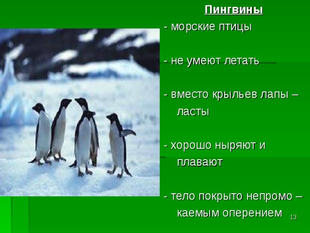 Пингвины  - морские птицы  - не умеют летать  - вместо крыльев лапы –  ласты  - хорошо ныряют и  плавают  - тело покрыто непромо –  каемым оперением