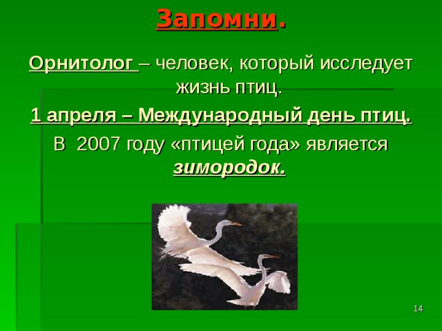 Запомни . Орнитолог – человек, который исследует жизнь птиц. 1 апреля – Международный день птиц. В 2007 году «птицей года» является зимородок.