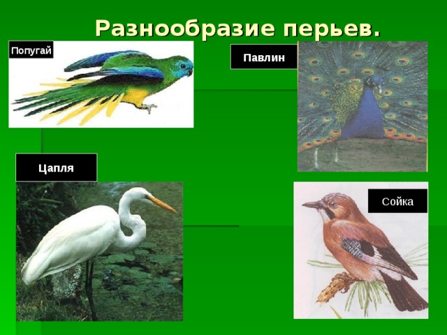 Разнообразие перьев. Попугай Павлин Цапля Сойка