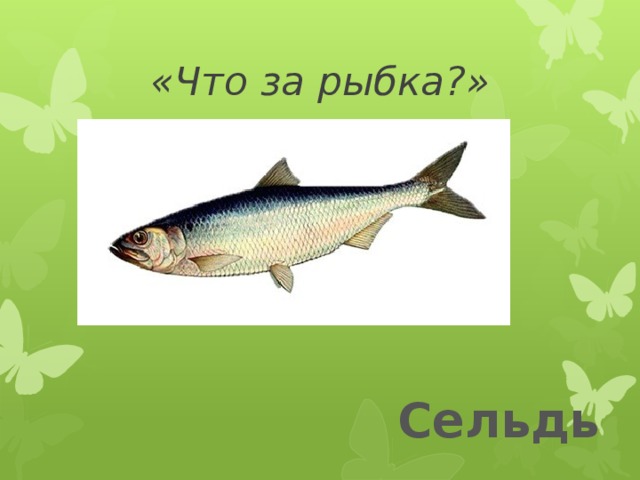«Что за рыбка?» Сельдь