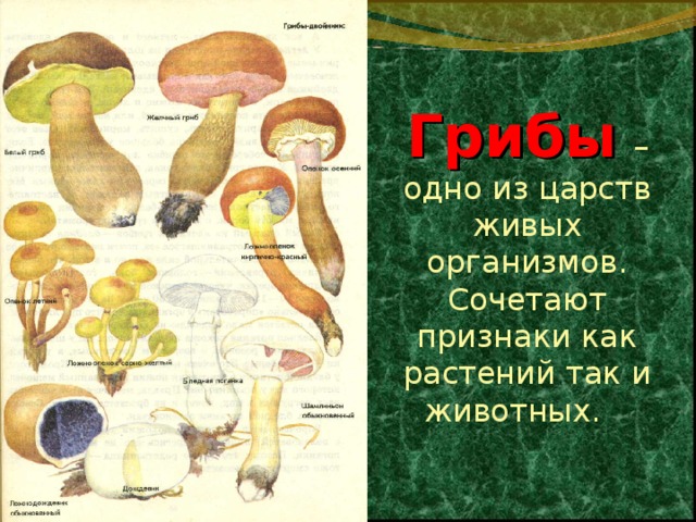 Коварные двойники сходства и различия. Зеленые страницы грибы двойники. Опасные грибы. Грибы царство живых организмов сочетающих признаки. Зеленые страницы коварные двойники грибы.