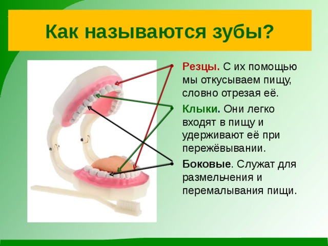 Как называются зубы?