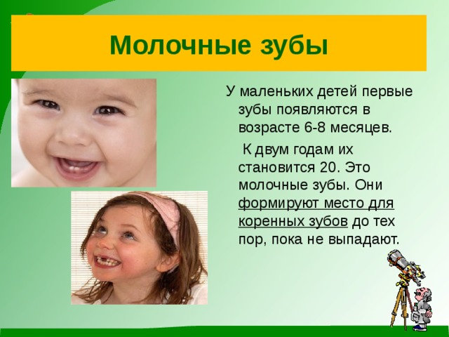 Молочные зубы  У маленьких детей первые зубы появляются в возрасте 6-8 месяцев.  К двум годам их становится 20. Это молочные зубы. Они формируют место для коренных зубов до тех пор, пока не выпадают.