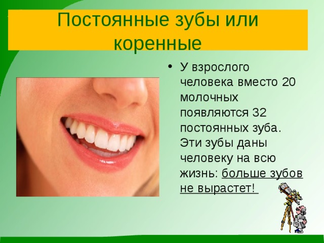 Постоянные зубы или коренные