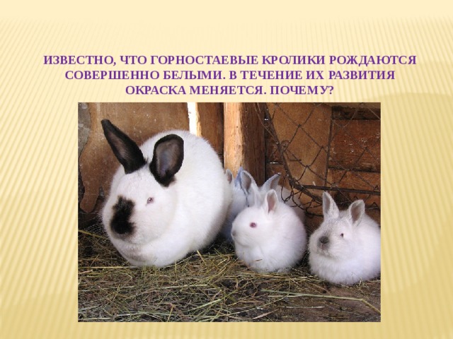 Известно, что горностаевые кролики рождаются совершенно белыми. В течение их развития окраска меняется. Почему?