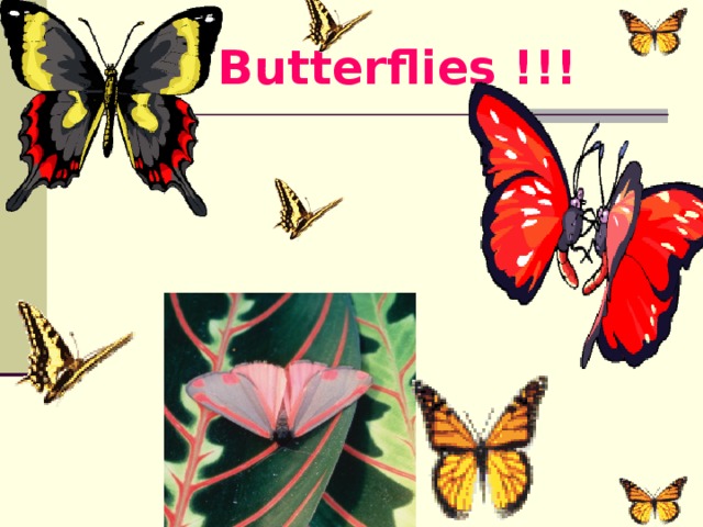 Butterflies !!!
