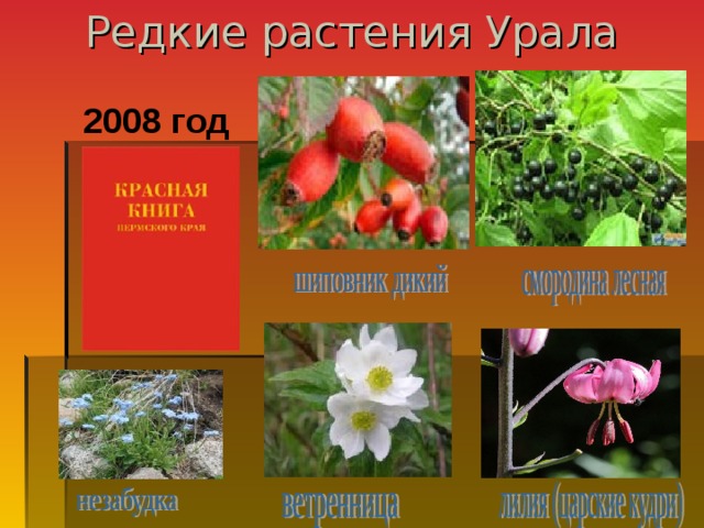 Редкие растения Урала 2008 год