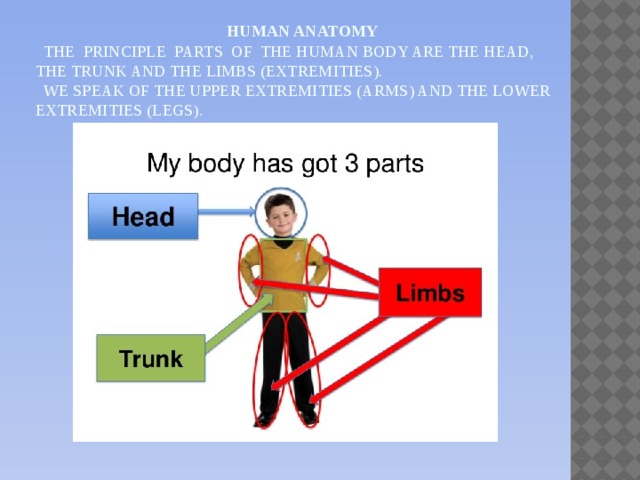 Human anatomy  The principle parts of the human body are the head, the trunk and the limbs (extremities).  We speak of the upper extremities (arms) and the lower extremities (legs).
