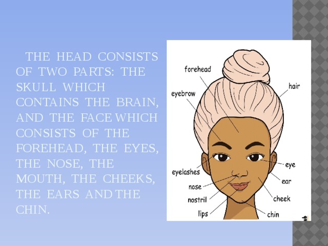 The head consists of two parts: the skull which contains the brain, and the face which consists of the forehead, the eyes, the nose, the mouth, the cheeks, the ears and the chin.