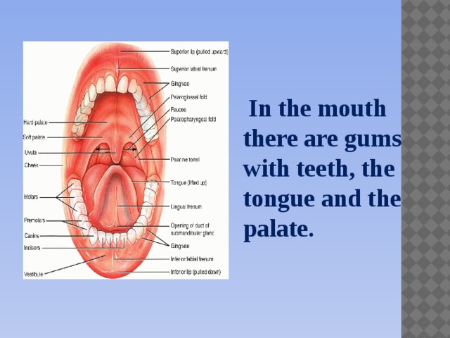 In the mouth there are gums with teeth, the tongue and the palate.