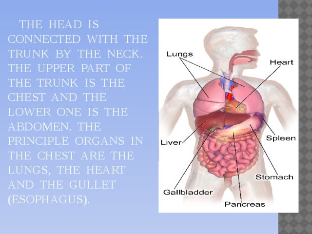 The head is connected with the trunk by the neck. The upper part of the trunk is the chest and the lower one is the abdomen. The principle organs in the chest are the lungs, the heart and the gullet (esophagus).