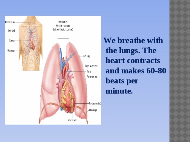 We breathe with the lungs. The heart contracts and makes 60-80 beats per minute.