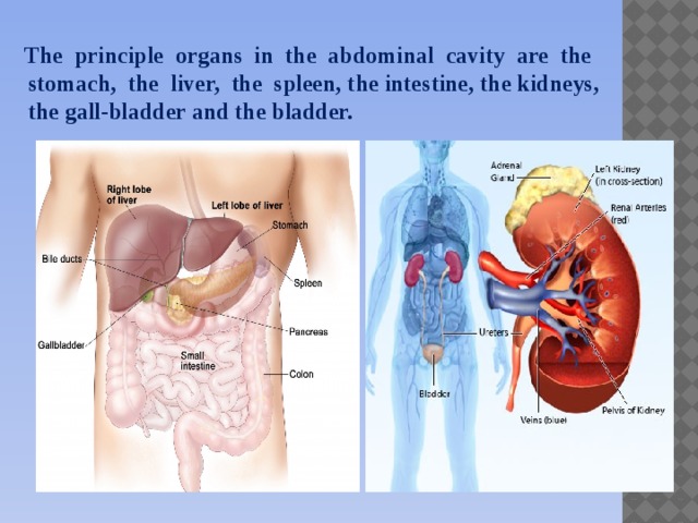 The principle organs in the abdominal cavity are the stomach, the liver, the spleen, the intestine, the kidneys, the gall-bladder and the bladder.