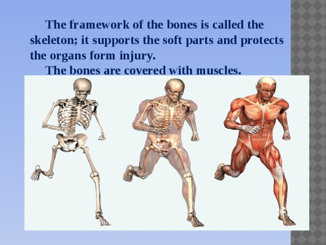 The framework of the bones is called the skeleton; it supports the soft parts and protects the organs form injury.  The bones are covered with muscles.